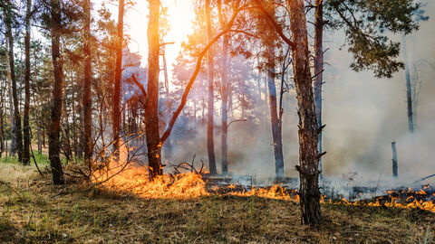 Ein Wald, dessen Boden in Flammen steht-